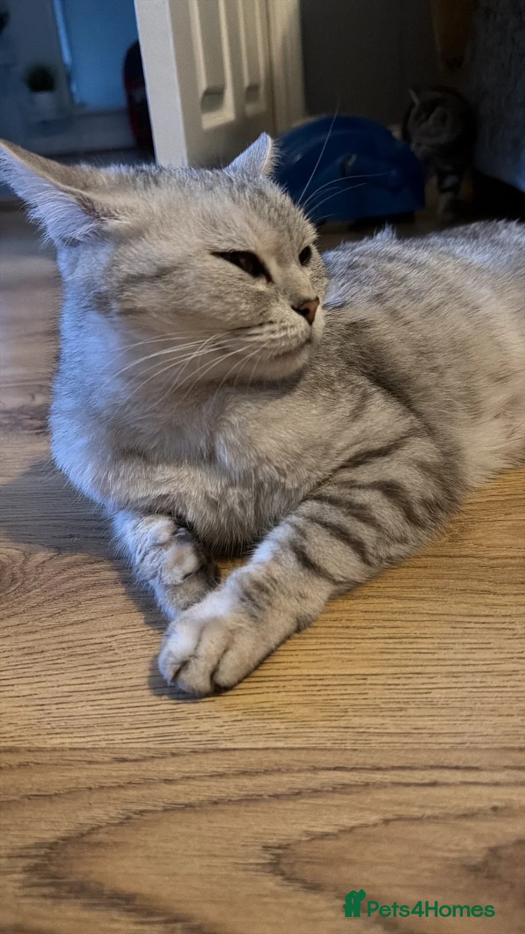 Mixed Breed cats for sale: Kittens in Dudley - Advert 3
