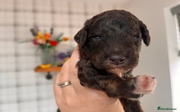 Australian Labradoodle dogs for sale: Home raised, DNA tested, Australian Labradoodles - Image 31