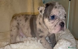 French Bulldog dogs for sale: Lilac blue eyed litter of 6. DWKC registered  - Image 3