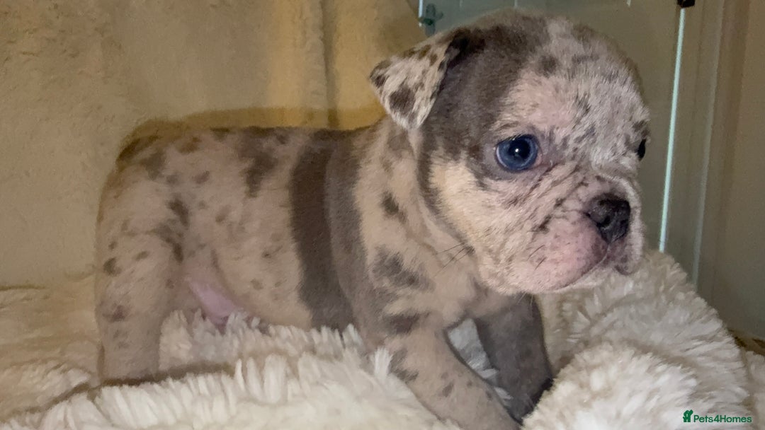French Bulldog dogs for sale: Lilac blue eyed litter of 6. DWKC registered  - Image 3
