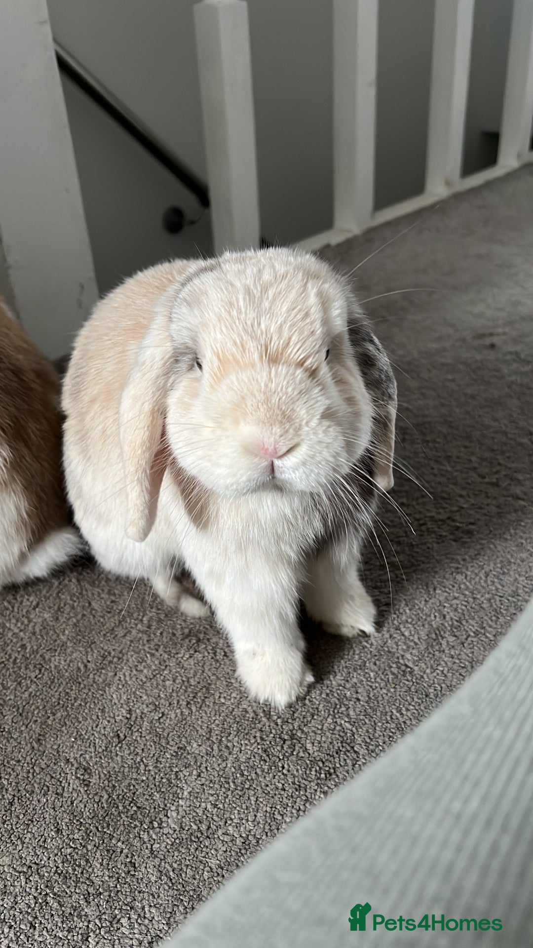Mini Lion Lop rabbits for sale: 3 loving bonded rabbits for rehoming - Advert 6