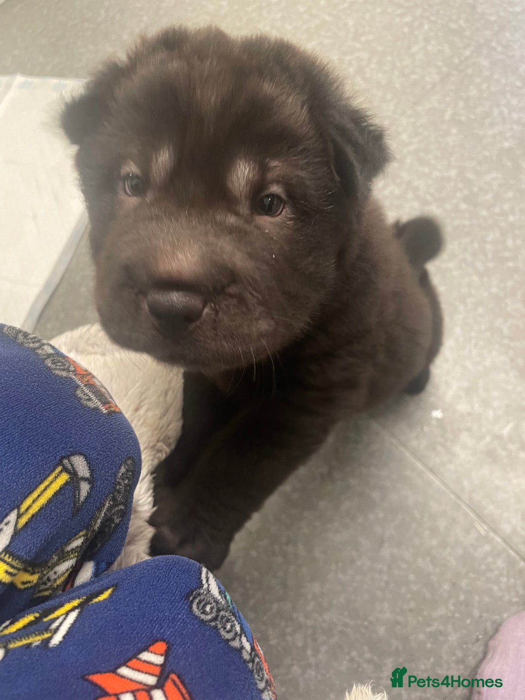 Shar Pei dogs for sale: Shar pei - Image 5