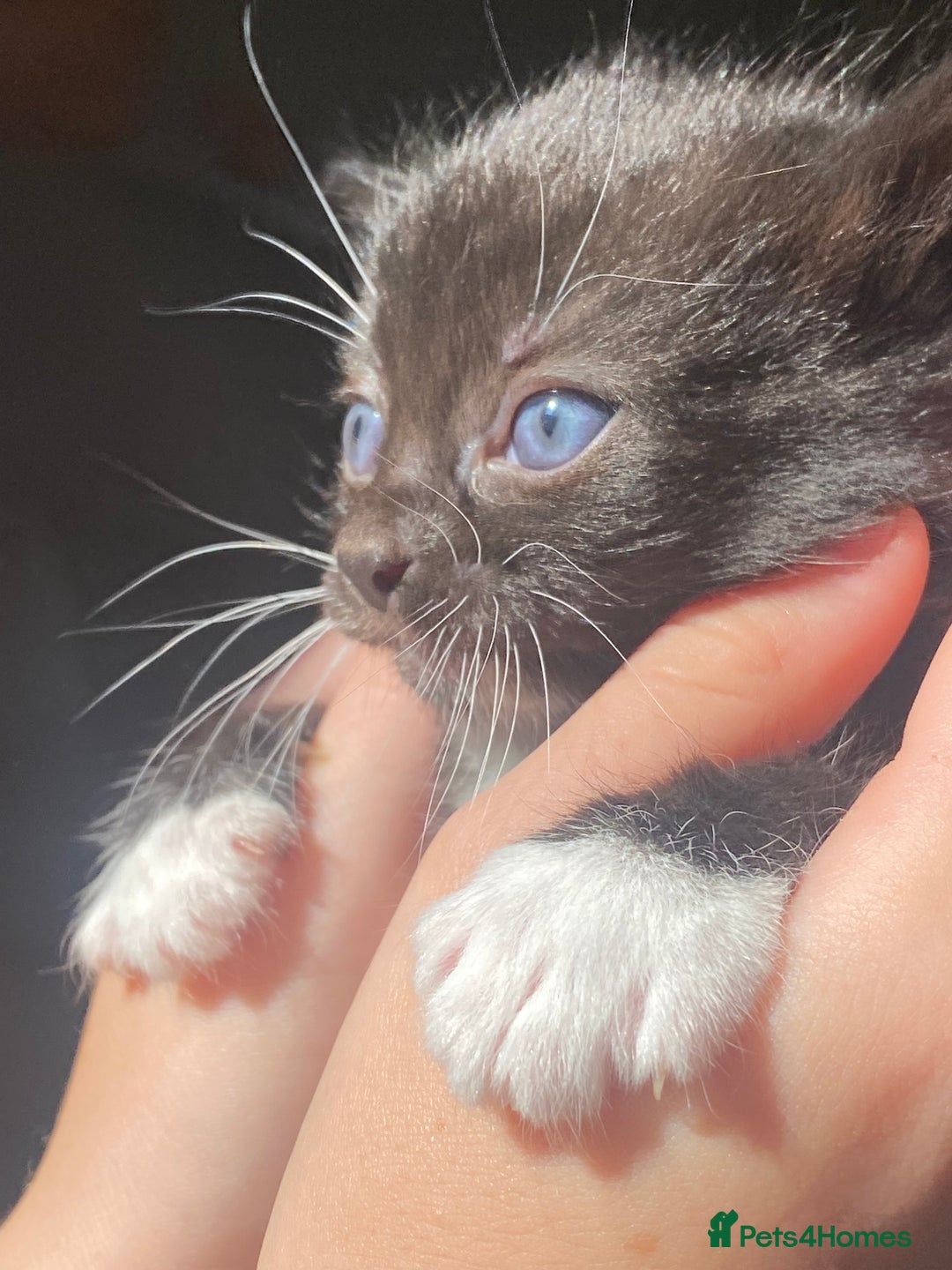 Mixed Breed cats for sale: 2 girls left and ready for new home today  in Mansfield - Image 2