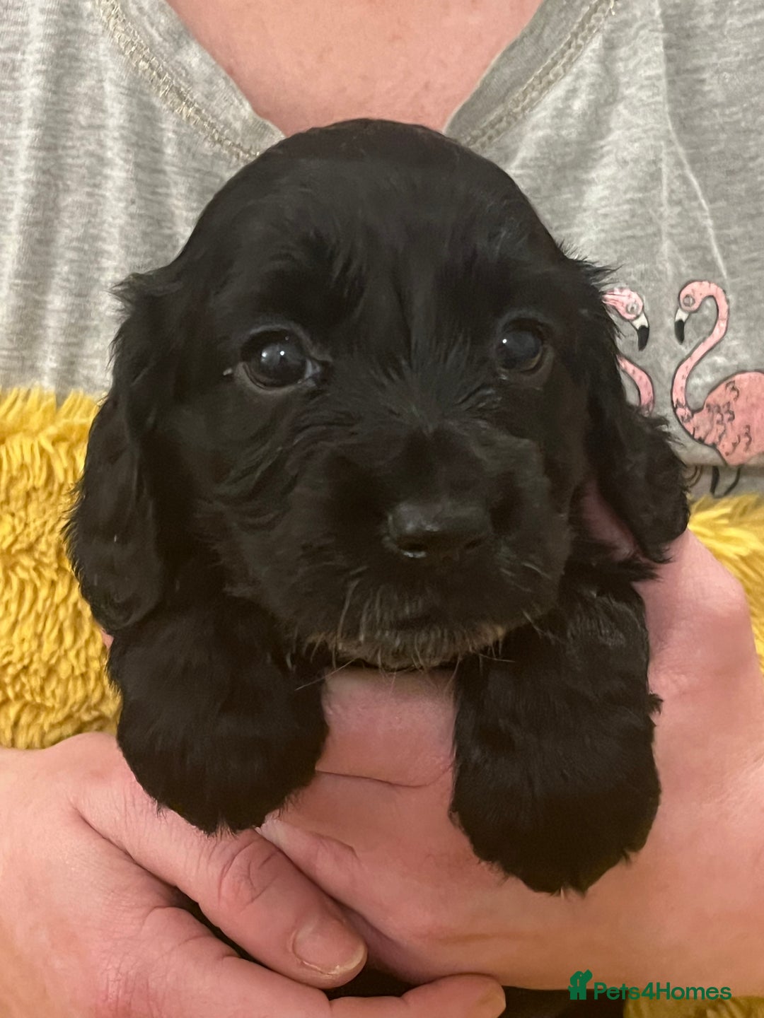 Sprocker dogs for sale: SPROCKER SPANIELS PUPPIES  - Advert 13