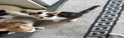 Mixed Breed cats for sale: Kittens ready to leave still available  - Advert 19