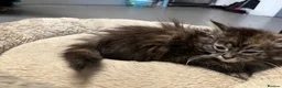 Maine Coon cats for sale: 🐾 Stunning Main Coon Female Kitten Available 🐾 - Advert 5