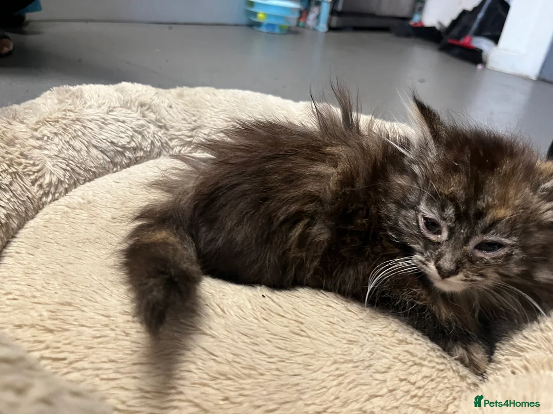 Maine Coon cats for sale: 🐾 Stunning Main Coon Female Kitten Available 🐾 - Advert 5