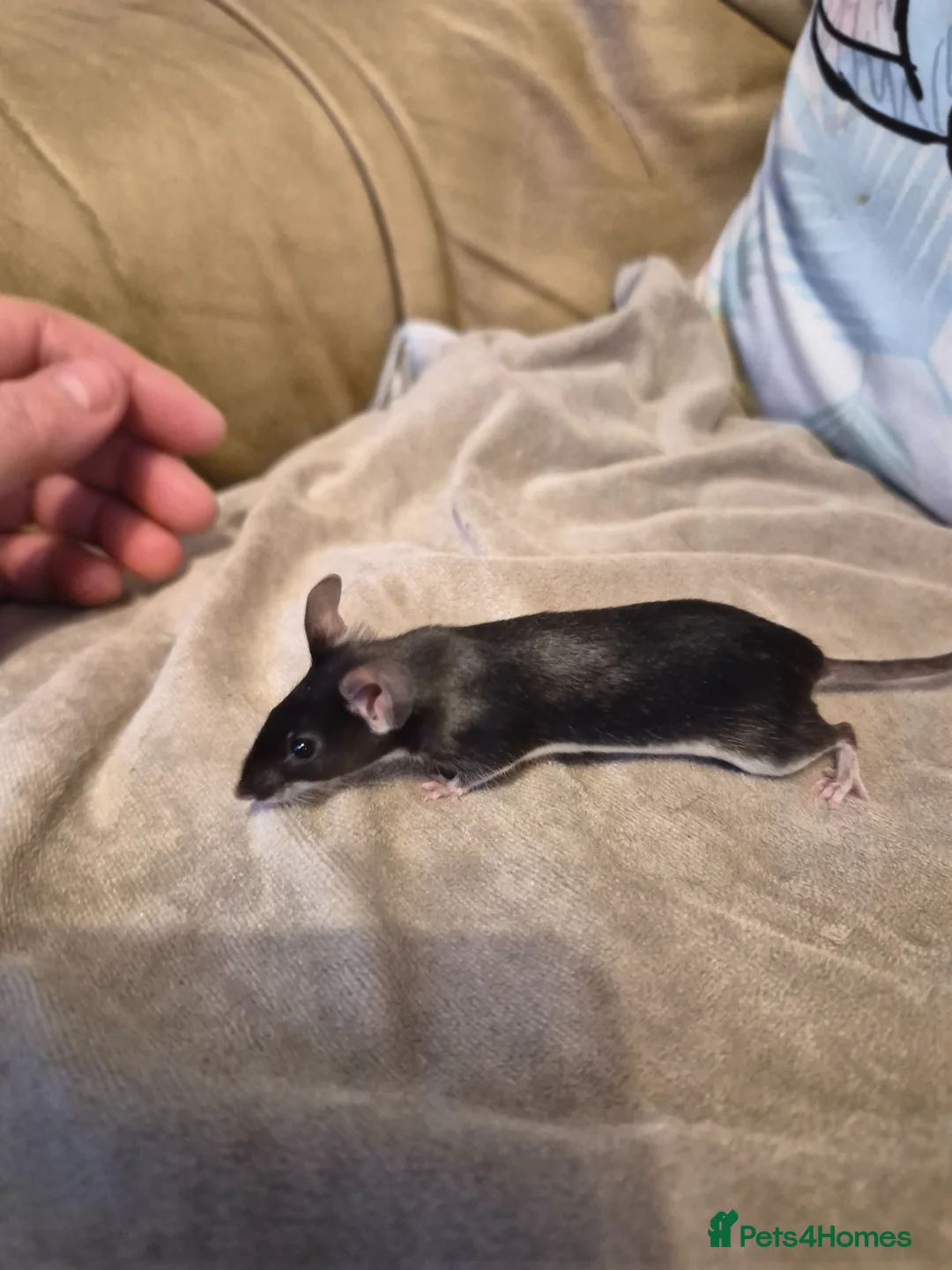 Mouse rodents for sale: 4 Cute Female Fancy Mice - Advert 2