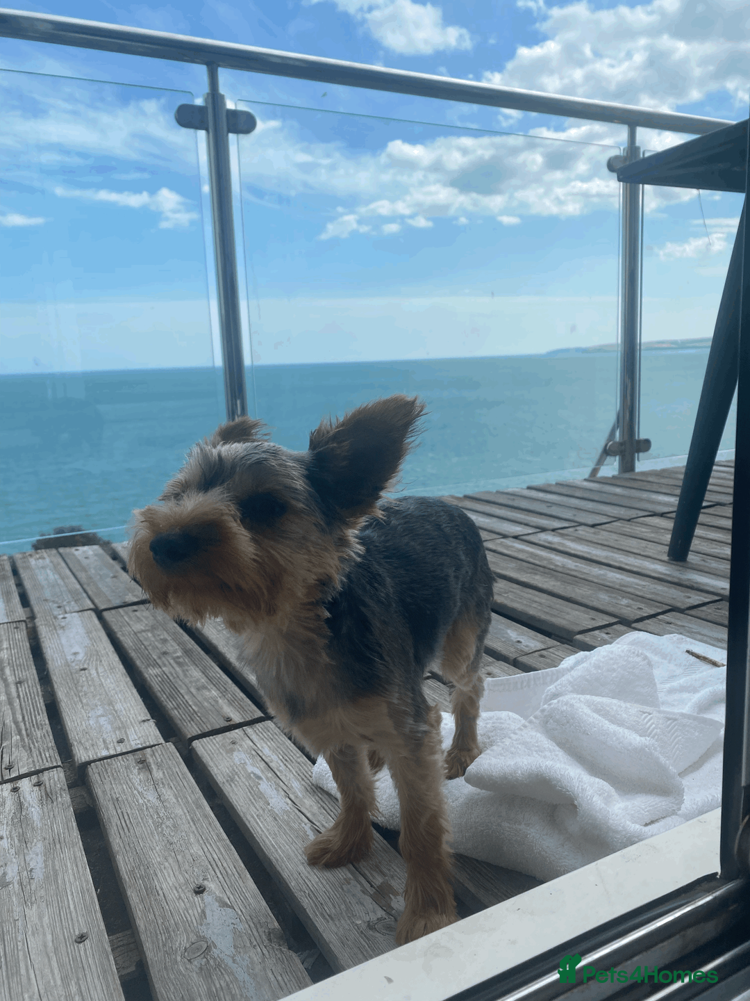 Yorkshire Terrier dogs for stud: Cute Yorkshire stud  - Advert 4