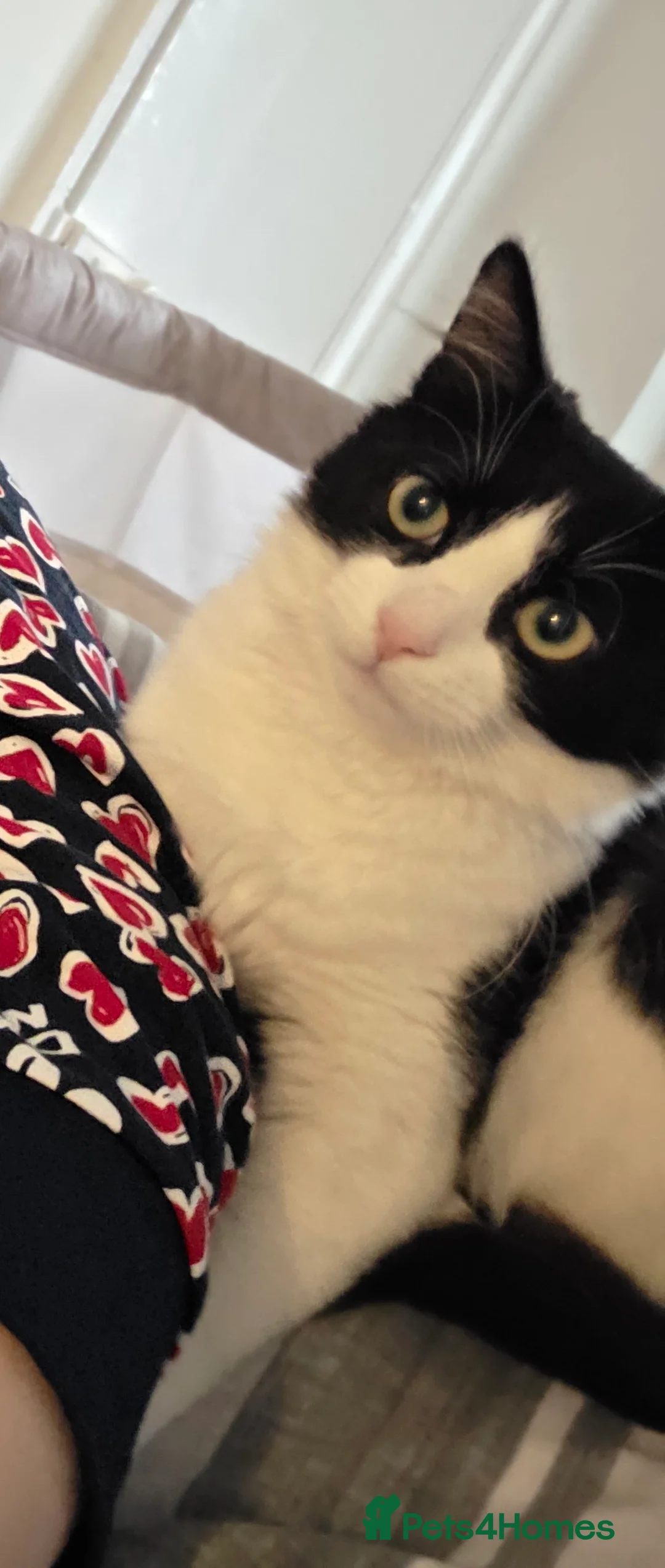 Mixed Breed cats for sale: Male cat  in Mansfield - Advert 2