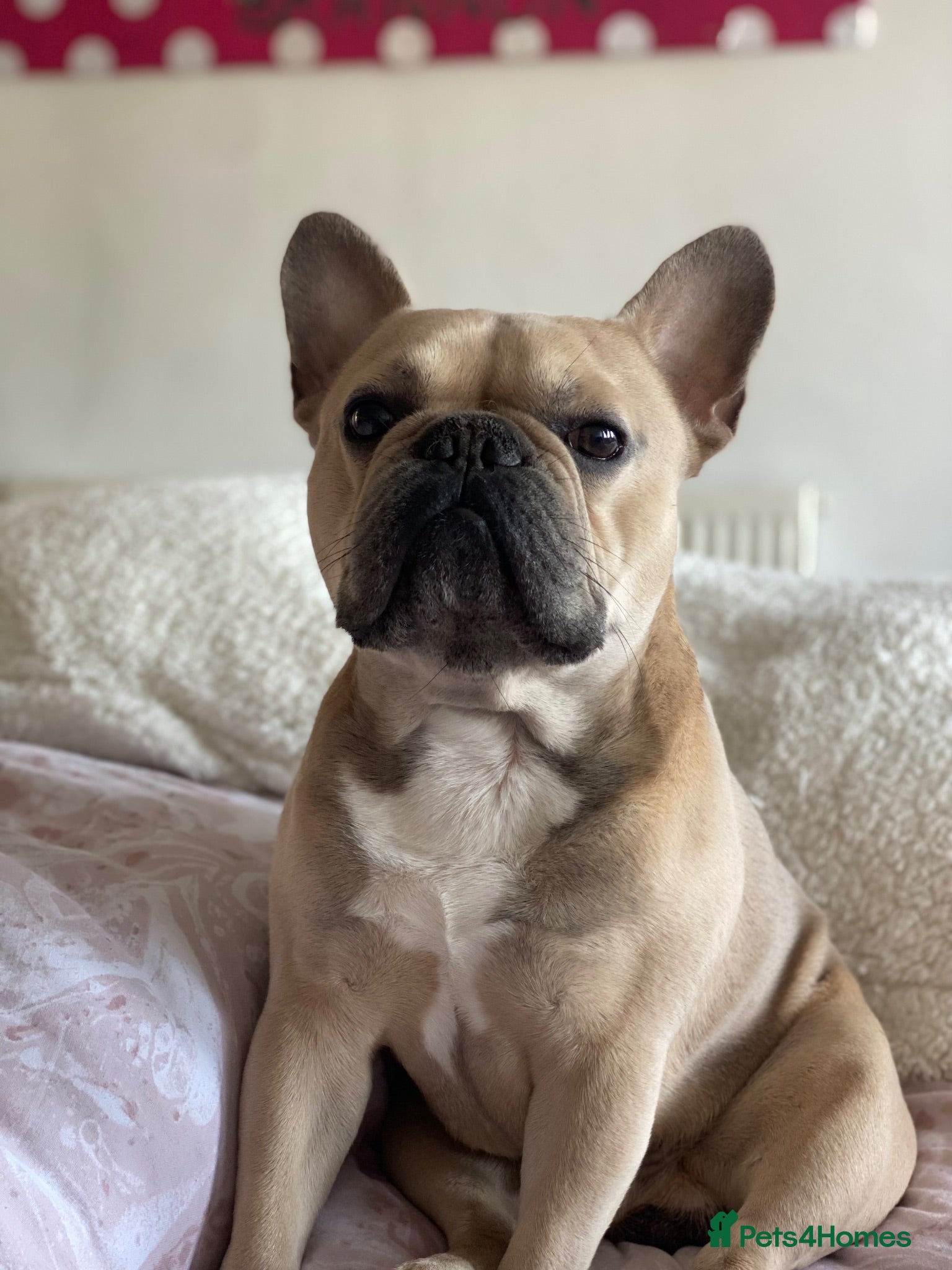 French Bulldog dogs Simba  - Advert 5