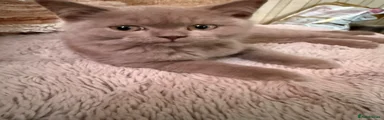 British Shorthair Kitten 1