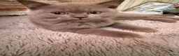 British Shorthair cats for sale: Pedigree GCCF kittens  - Advert 3