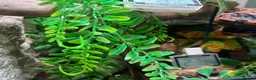 Gecko reptiles for sale: Crested Gecko for sale - Advert 4