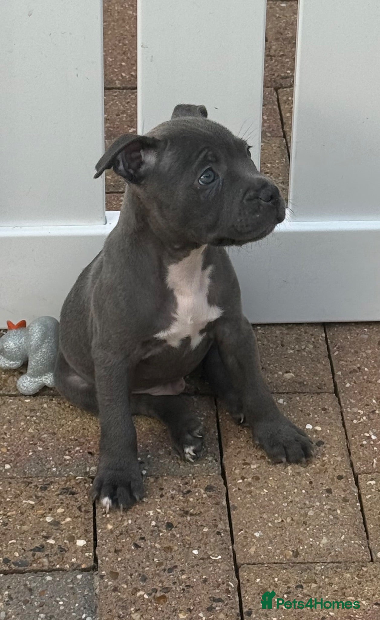 Staffordshire Bull Terrier dogs KC-Quality Blue Staffordshire Bull Terrier Puppies - Advert 2