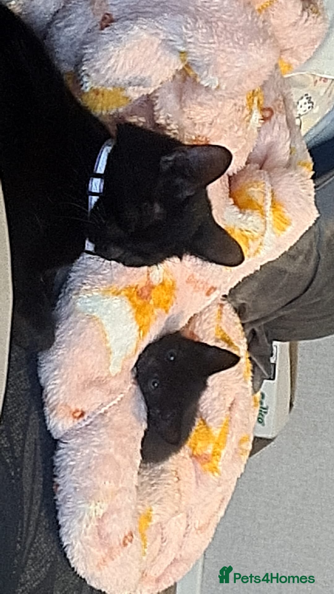 Mixed Breed cats for sale: Kittens for sale  - Advert 1