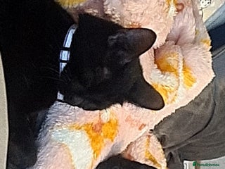 Mixed Breed cats Kittens for sale - Advert 1