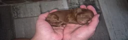 Cockapoo dogs for sale: F1b cockapoo puppies - Advert 16