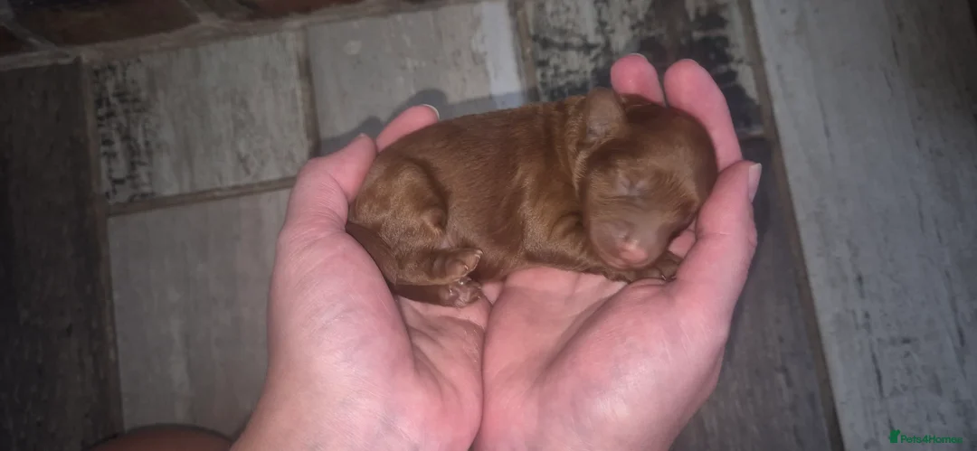 Cockapoo dogs for sale: F1b cockapoo puppies - Advert 16
