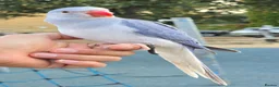 Ringnecks birds for sale: FreeFlying Indian Ringneck.4months old. - Advert 2