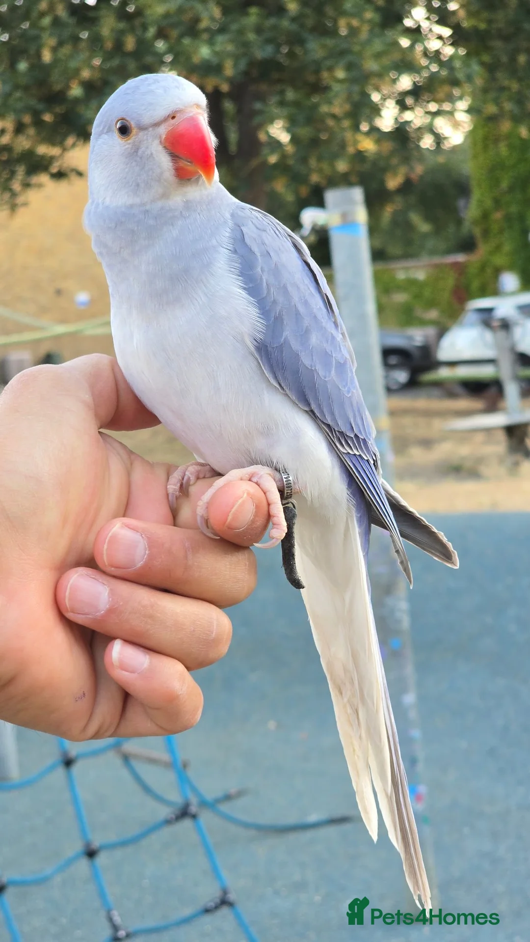 Ringnecks birds for sale: FreeFlying Indian Ringneck.4months old. - Advert 2