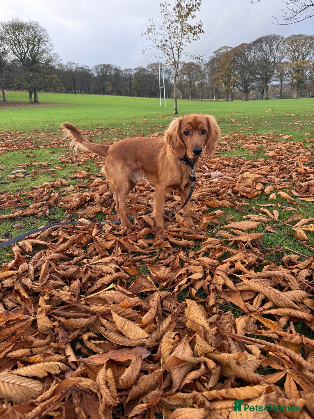 Cockapoo dogs for sale: 8 month puppy - Advert 4