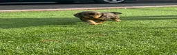 Cocker Spaniel dogs for sale: Cocker spaniel puppies in Llanelli - Advert 2