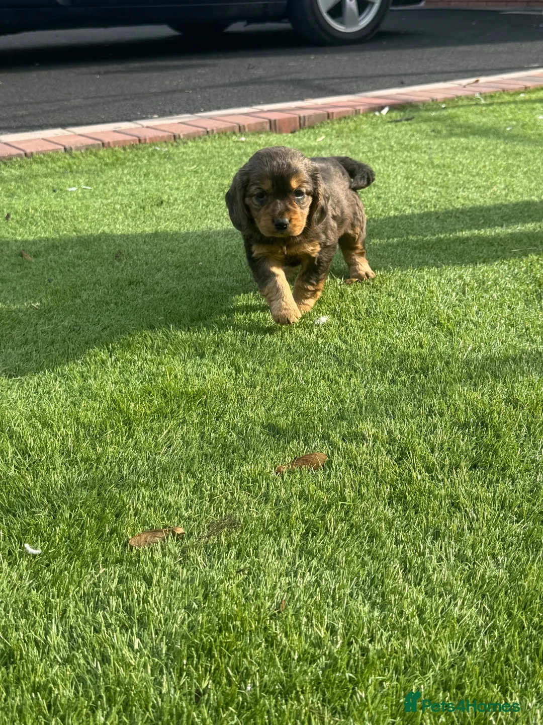 Cocker Spaniel dogs for sale: Cocker spaniel puppies in Llanelli - Advert 2