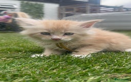 Maine Coon cats for sale: Final kitten left 🧡💛🧡💛 - Image 28