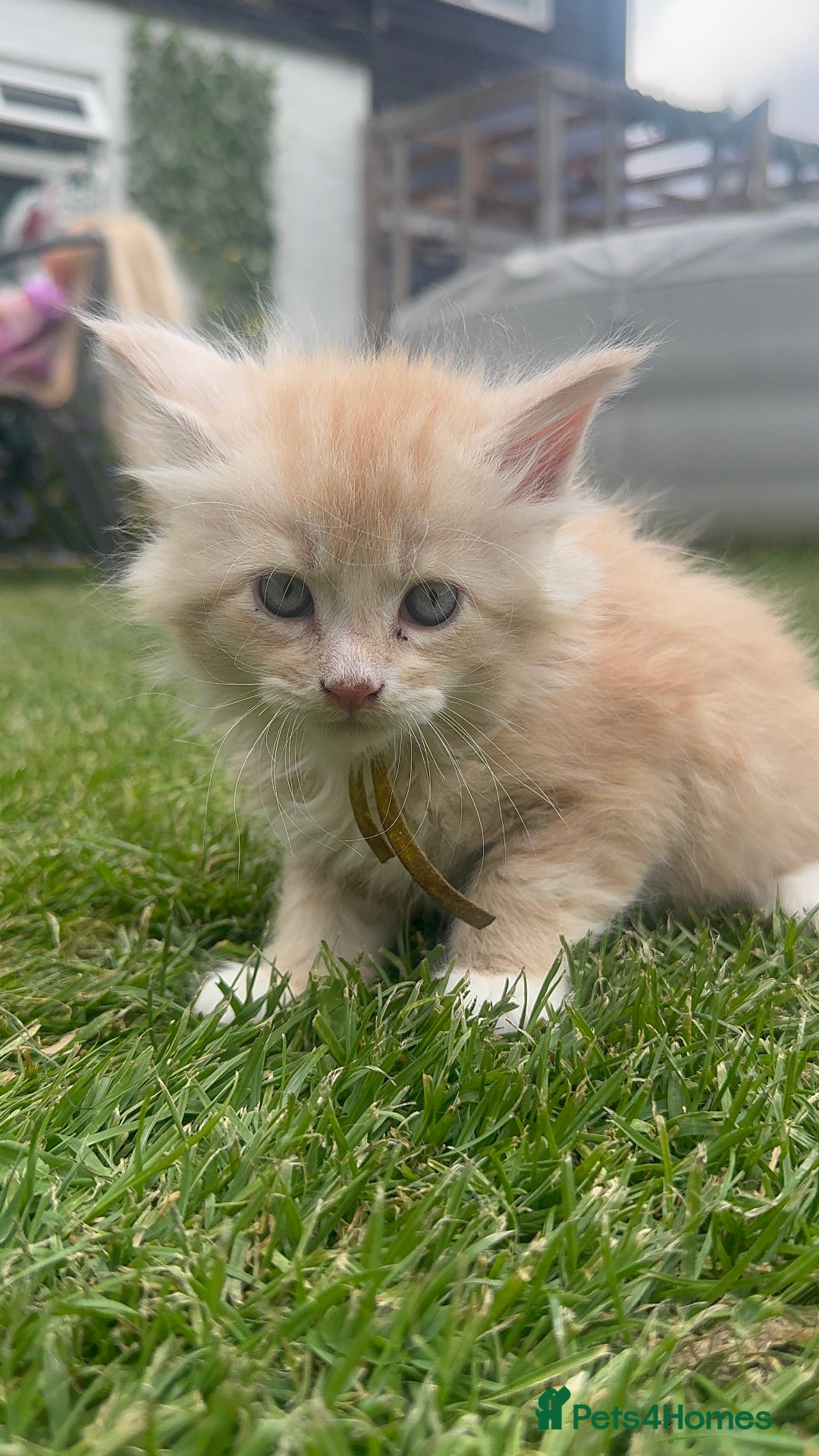 Maine Coon cats for sale: Final kitten left 🧡💛🧡💛 - Image 28