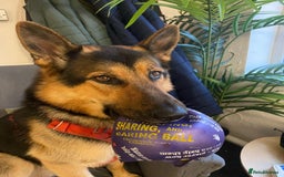 German Shepherd dogs for stud: German Shepard Working Line *STUD* - Image 4