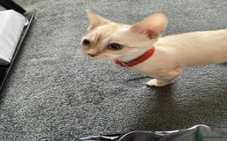 Bengal cats for sale: 🐆✨[REDUCED TO CLEAR!!] LAST THREE PURE BENGAL’S❤️ - Image 38