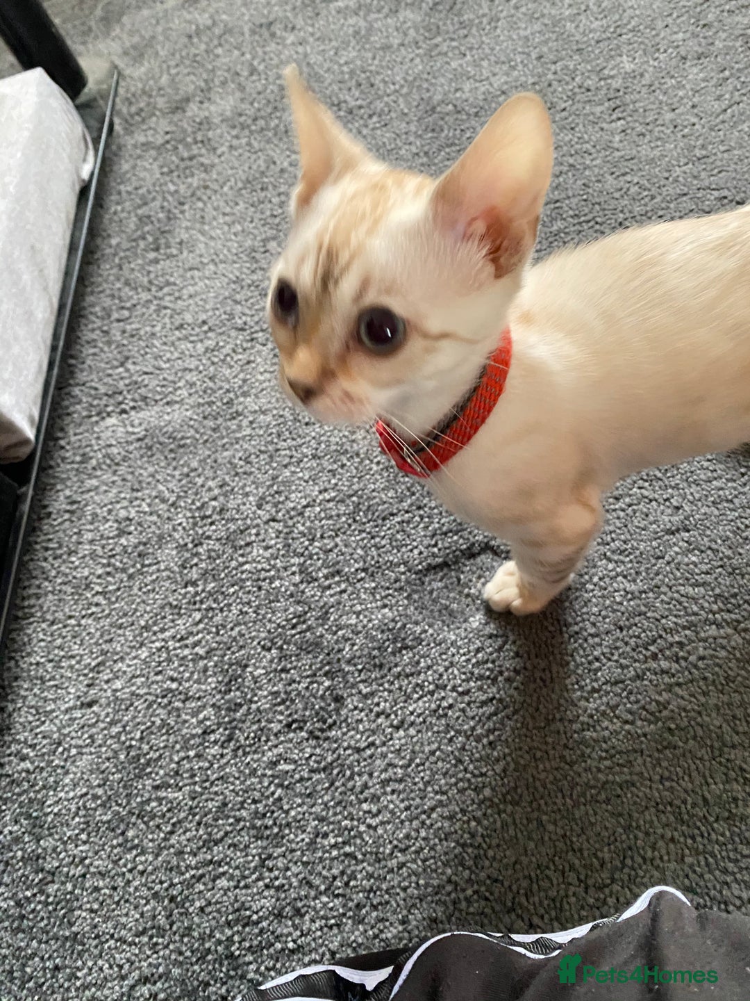 Bengal cats for sale: 🐆✨[REDUCED TO CLEAR!!] LAST THREE PURE BENGAL’S❤️ - Image 38