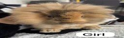 Lionhead rabbits for sale: A female lionhead and male netherland dwarf rabbit - Advert 2