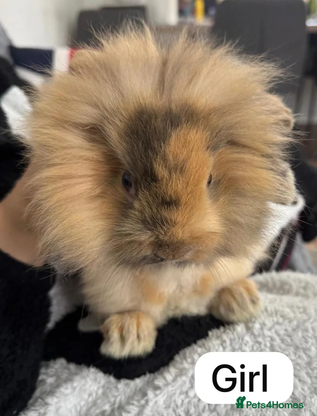 Lionhead rabbits for sale: A female lionhead and male netherland dwarf rabbit - Advert 2