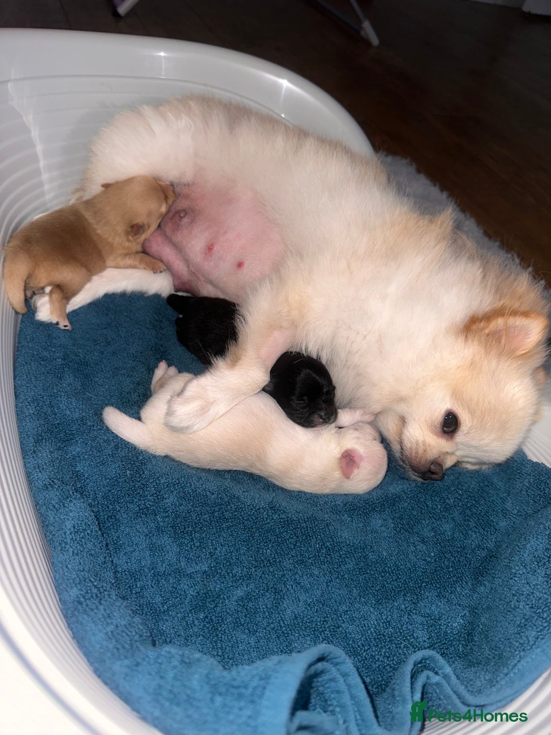 Pomeranian dogs for sale: Champion bloodline Pomeranian puppies  - Image 2