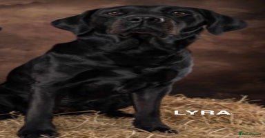 Labrador Retriever dogs - Advert 6