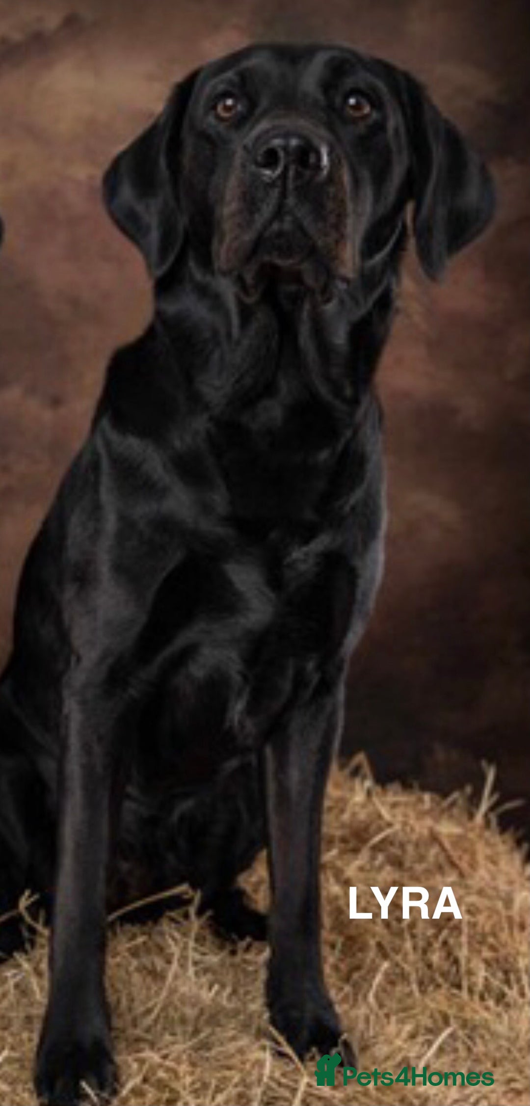 Labrador Retriever dogs for sale: KC Black Labrador Puppies - Image 7