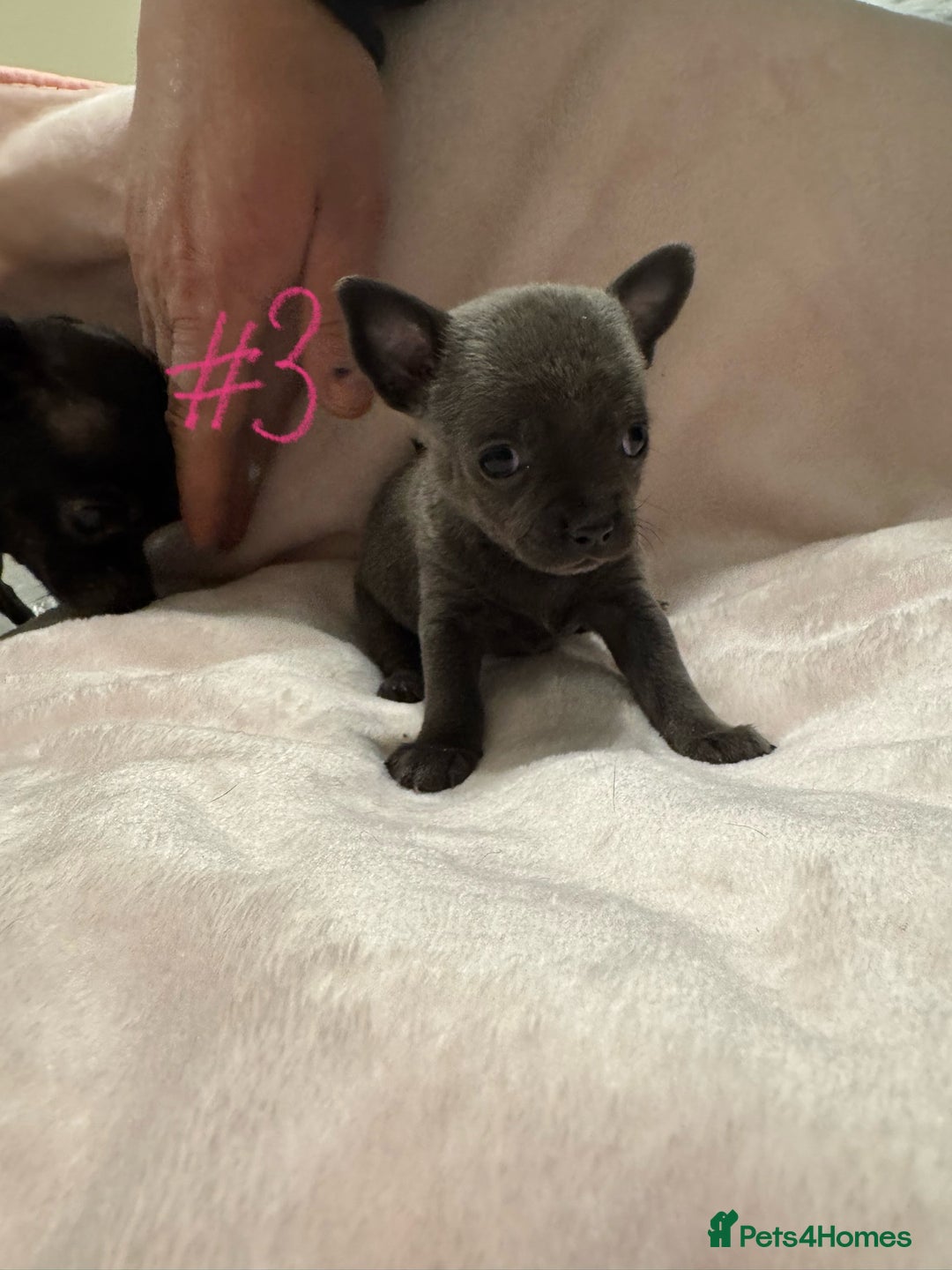Chihuahua dogs for sale: KC Reg short-hair Chihuahua apple-headed puppies - Advert 34