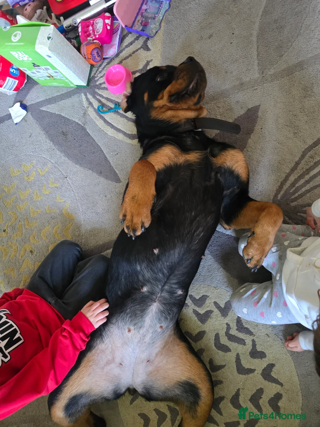 Rottweiler dogs for sale: 11 months rottweiler female for sale in Harwich - Advert 4