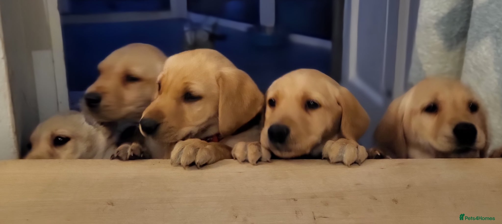 Labrador Retriever dogs Beautifull and Fit golden retrievier labrador pups - Advert 11