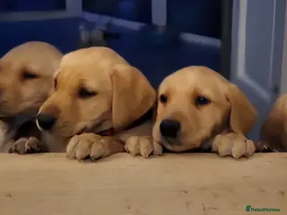 Labrador Retriever dogs Beautifull and Fit golden retrievier labrador pups - Advert 11