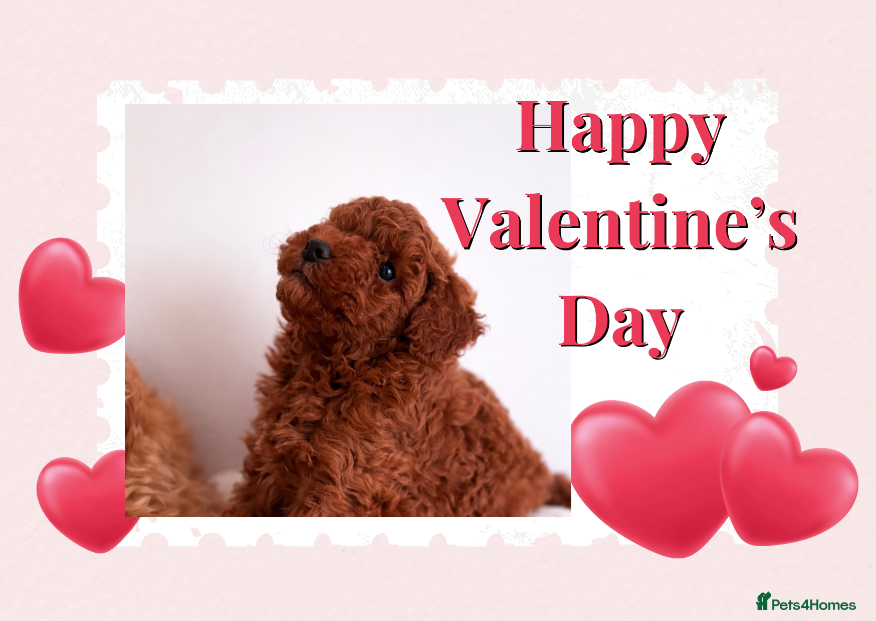 Maltipoo dogs Red mini maltipoo F1b puppies 😍💙💓 - Advert 2