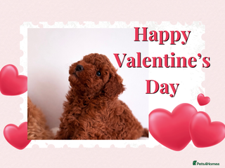 Maltipoo dogs Red mini maltipoo F1b puppies 😍💙💓 - Advert 2