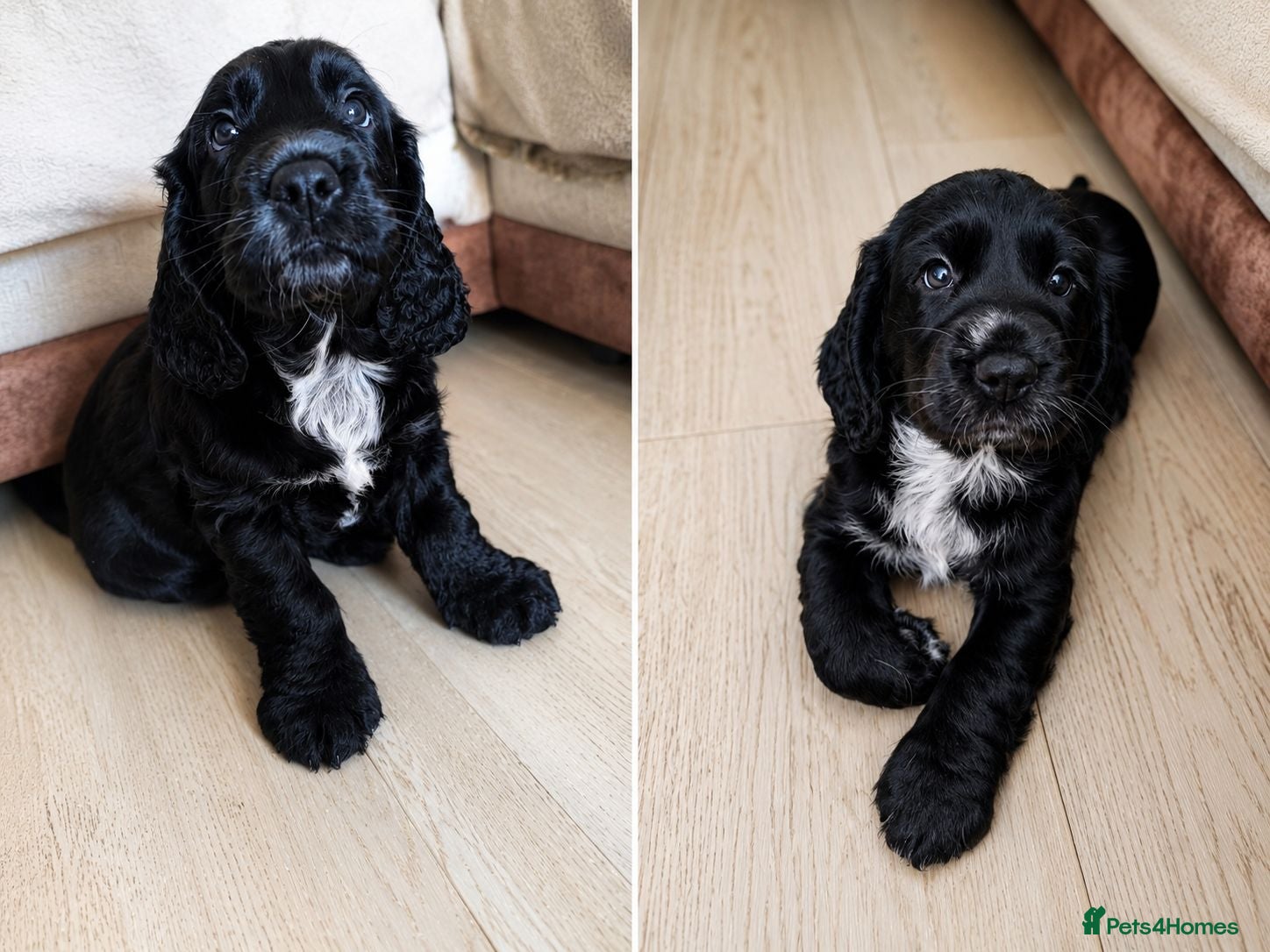 Cocker Spaniel dogs KC Registered Cocker Spaniel – 2 Puppies Remaining - Advert 4