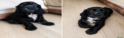 Cocker Spaniel dogs for sale: KC Registered Cocker Spaniel – 2 Puppies Remaining - Advert 1