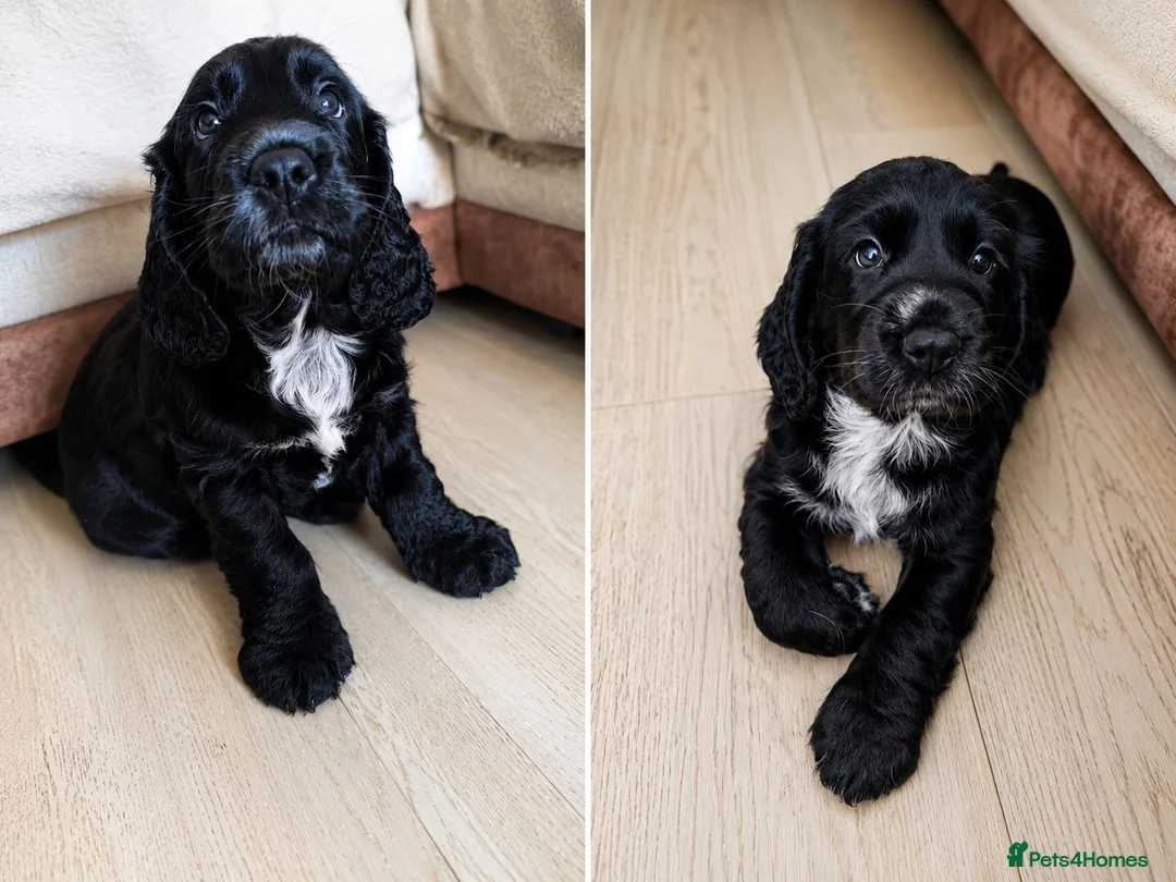 Cocker Spaniel dogs for sale: KC Registered Cocker Spaniel – 2 Puppies Remaining - Advert 1