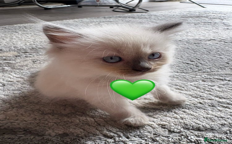 Ragdoll cats - Advert 13