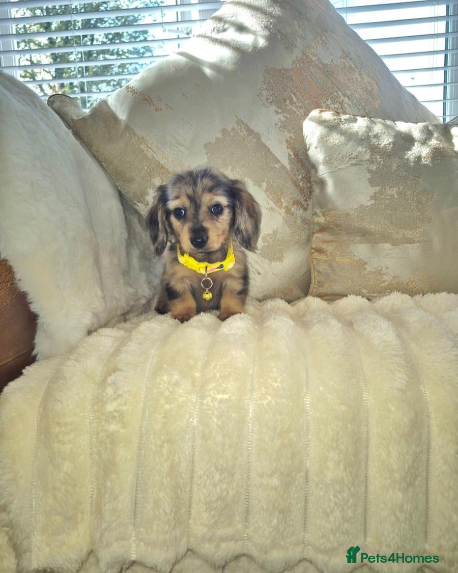 Miniature Dachshund dogs miniature Dachshund - Advert 1