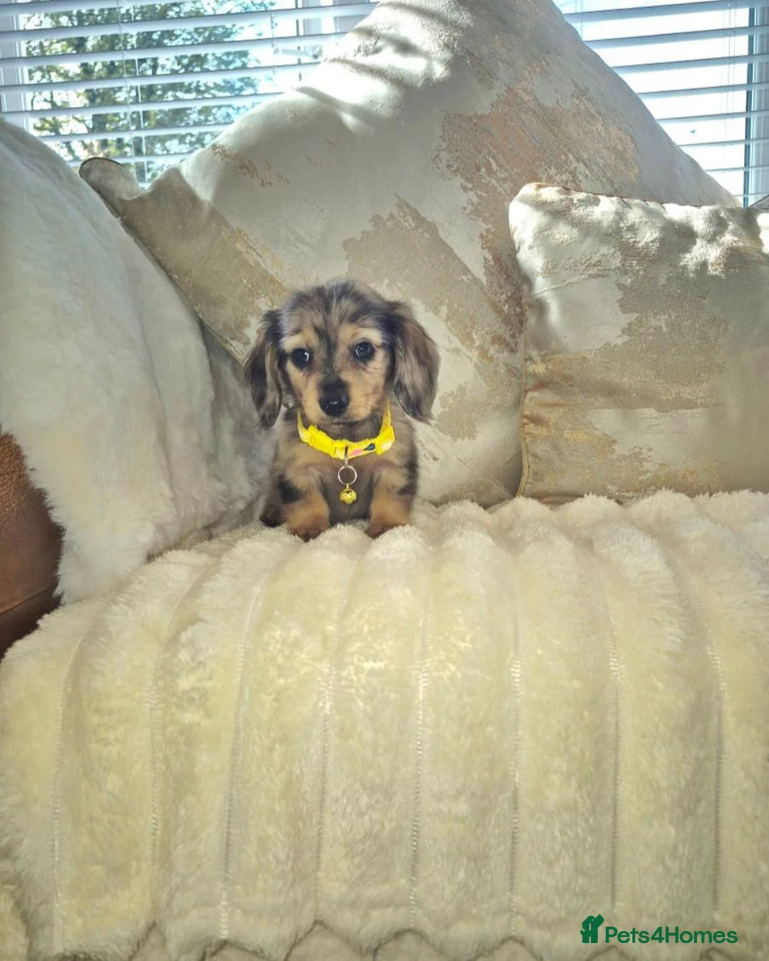 Miniature Dachshund dogs for sale: miniature Dachshund in Leigh - Advert 1